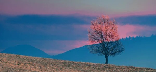 Exposición doble abstracta escena del paisaje con árbol solo en la colina — Foto de Stock