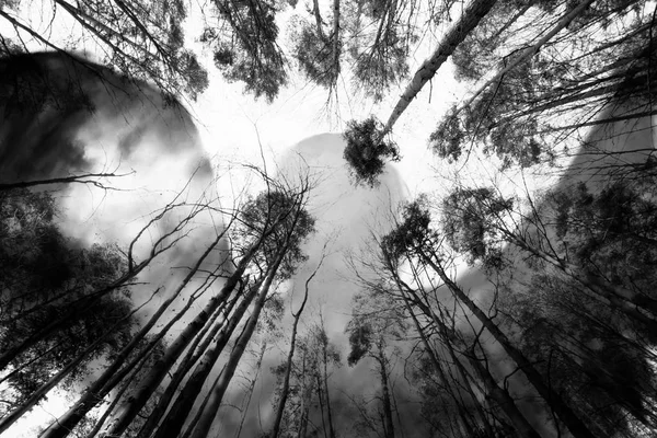 Mörka skogen och spöklika varelsen skugga ovan — Stockfoto