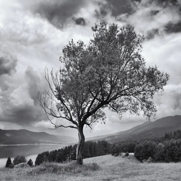 hign dağ gölü tepenin üzerinde tek başına garip ağacıyla kare siyah beyaz manzara