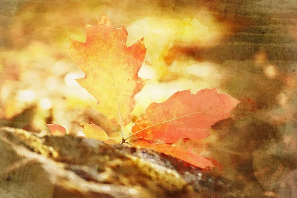 Textur av höstlönnlöv. Fotograferad i höstparken — Stockfoto