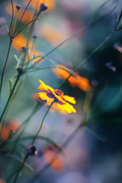 Fleurs jaunes dans le pré, fond macro vertical sauvage coloré, beau bokeh et couleurs froides du lever du soleil — Photo