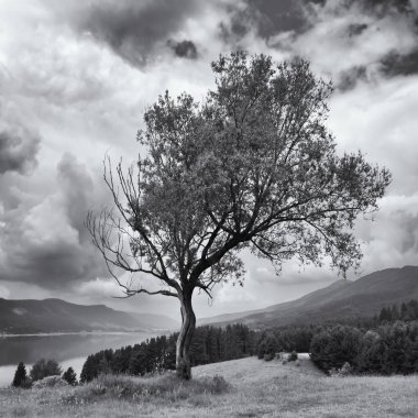 hign dağ gölü tepenin üzerinde tek başına garip ağacıyla kare siyah beyaz manzara