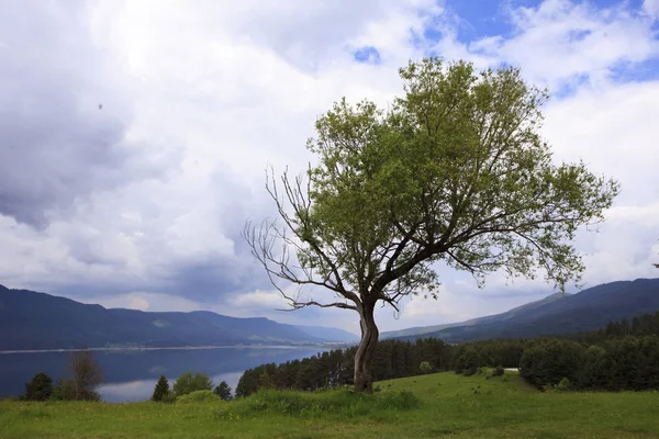 Malerische Aufnahme Einer Ruhigen Landschaft Mit Einsamen Baum Auf Einem — Stockfoto