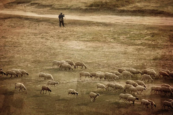 Un gregge di pecore su una bella montagna con stile tono vintage . — Foto Stock