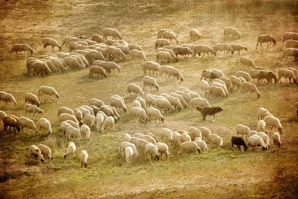 羊のグランジ背景. — ストック写真