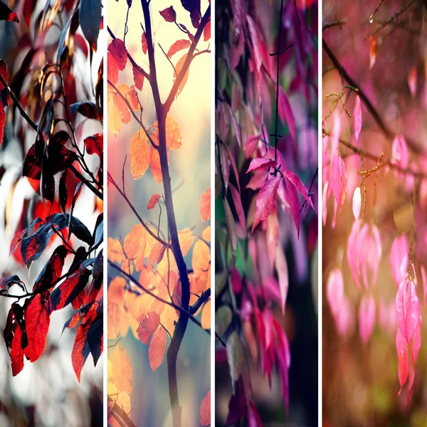 Collage con foglie autunnali colorate e rami d'albero — Foto Stock