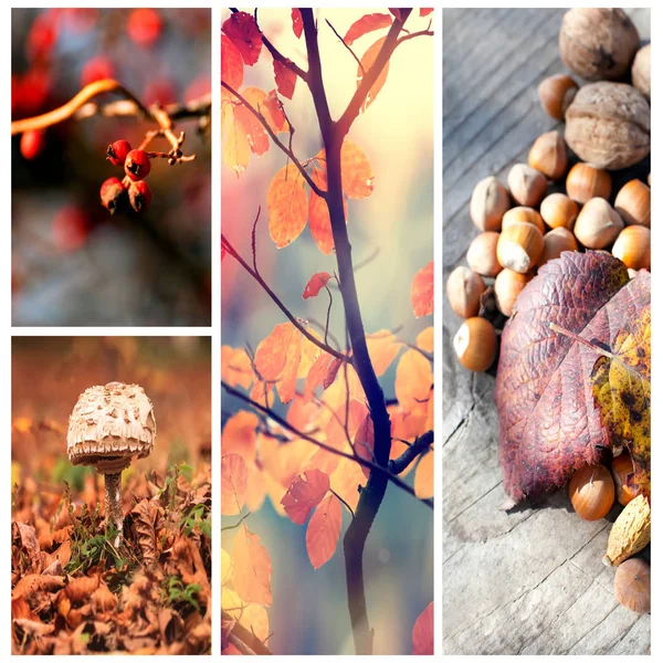 Колаж з барвистим осіннім листям, гілками дерев, грибами та горіхами — стокове фото