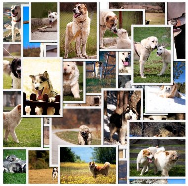Köpekler arka plan kolaj 