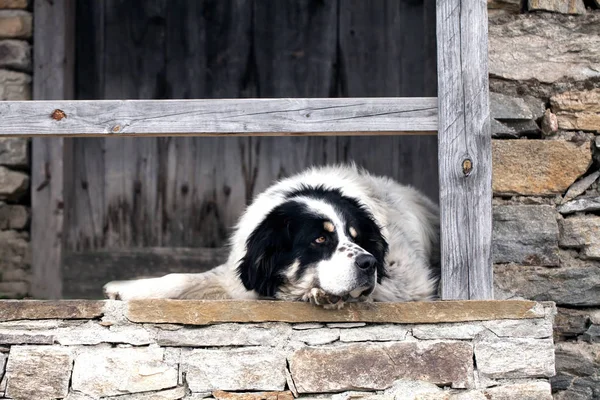 彼のウーナーの家を守る大きなブルガリアの羊飼いの犬 — ストック写真