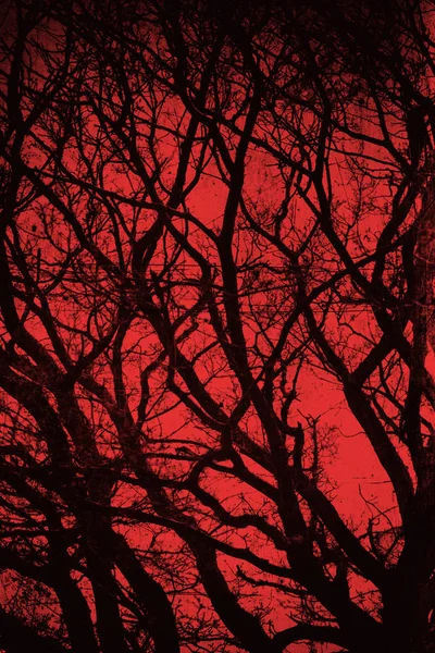 Zblízka Dramatický Záběr Plešatého Stromu Před Rudým Nebem — Stock fotografie