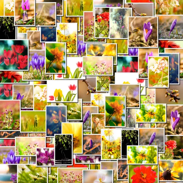 Blomma Collage Våren Bakgrund Blommig Montage Från Flera Bilder — Stockfoto