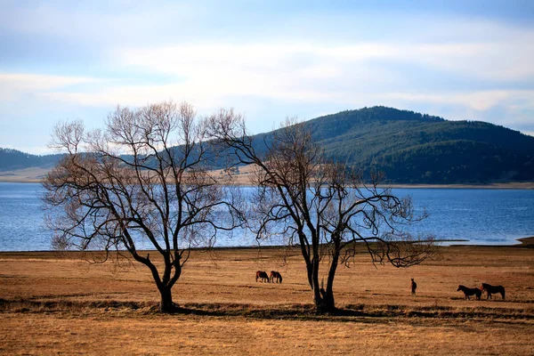 Grazing horses near a high mountain lake — Stock Photo, Image
