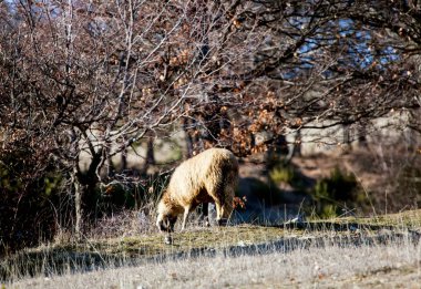Koyun gün batımında bir tepede otluyor..