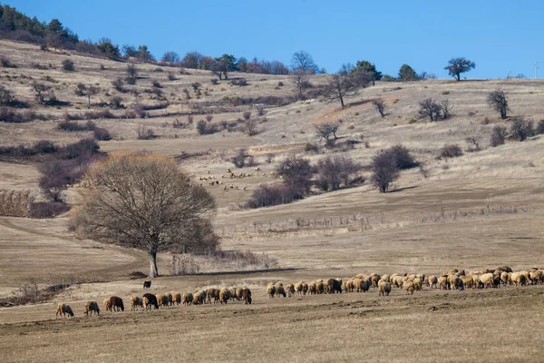 Winterweiden in Europa met schapen. Bergen zijn op de achtergrond. — Stockfoto
