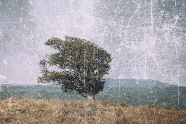 Oak tree on a grungy background — Stock Photo, Image