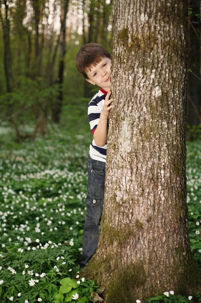 Petit garçon en forêt sur champ de fleurs — Photo