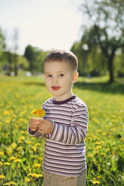 Liten pojke på våren maskros äng — Stockfoto