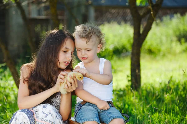 Familj med lilla gula ankungen i sommaren Park — Stockfoto