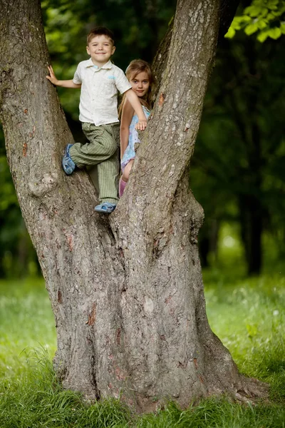 Jongen en meisje klimmen grote boom — Stockfoto