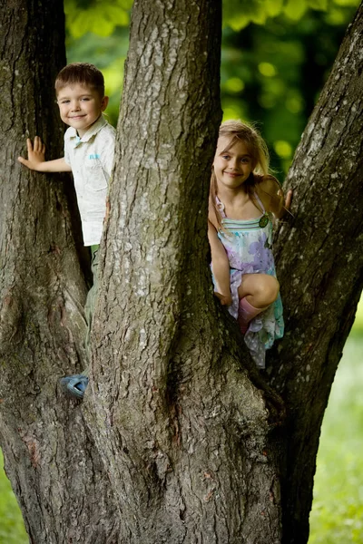 Мальчик и девочка взбираются на большое дерево — стоковое фото
