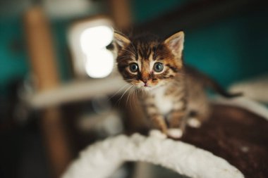 iri gözlü sevimli küçük kedicik