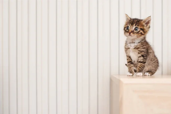 Cute little kitty with big eyes — Stock Photo, Image