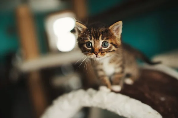 Χαριτωμένο μικρό γατάκι με τα μεγάλα μάτια — Φωτογραφία Αρχείου