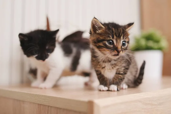 Beautiful kitties on bright background — Stock Photo, Image