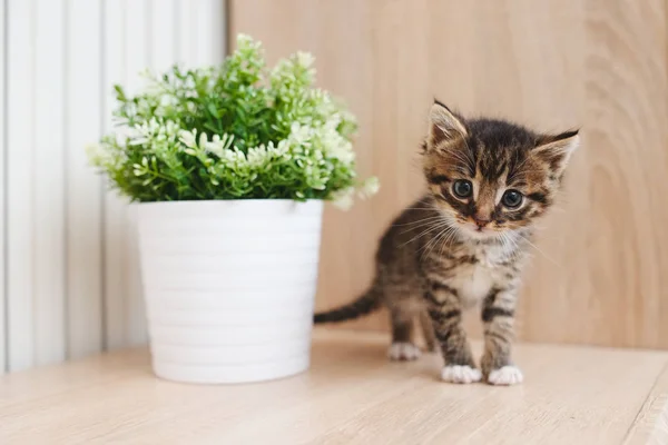 Cute kitten with flowerpot — Stock Photo, Image