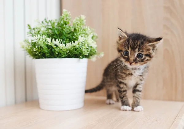 Söt kattunge med blomkruka — Stockfoto