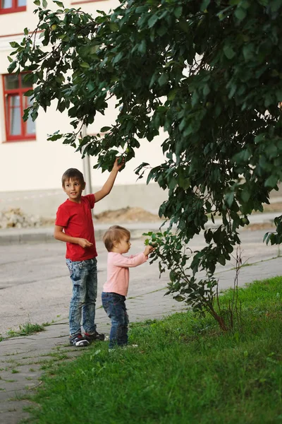 Menino e menina pegar maçãs — Fotografia de Stock