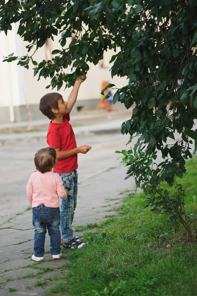 Menino e menina pegar maçãs — Fotografia de Stock