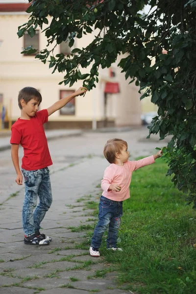 Boy and girl pick apples — Stock Photo, Image