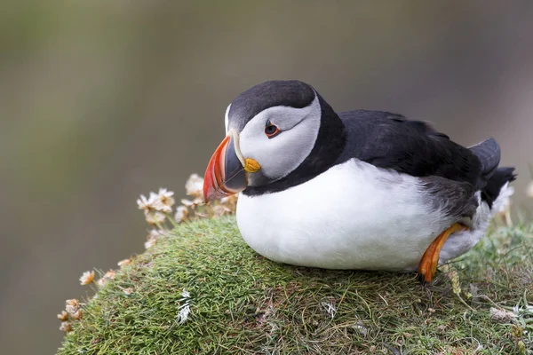 Puffin esperando en la repisa verde del acantilado de hierba para que los compañeros regresen fr —  Fotos de Stock