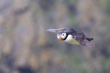 Martı okyanusa kısa kanatlı bir uçurum çıkıntı üzerinden uçmak