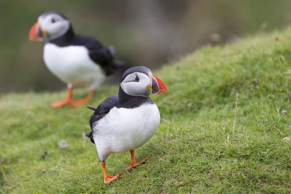Puffin waiting on green grass cliff ledge for mates to return fr — Stock Photo, Image