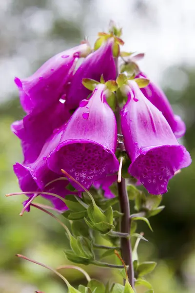 Nahaufnahme eines Fingerhuts, digitalis purpurea, blühend, populär — Stockfoto