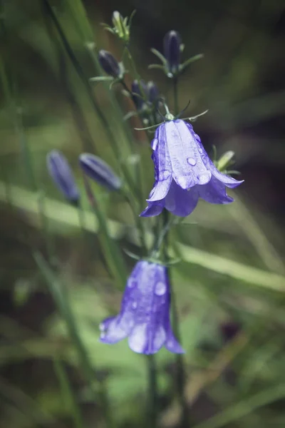 Close-up de um sino azul em flor, uma flor popular da Escócia — Fotografia de Stock