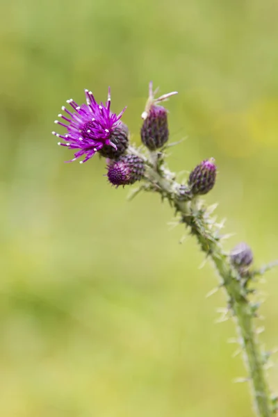 Nahaufnahme einer Distelblüte, der Nationalblume Schottlands — Stockfoto