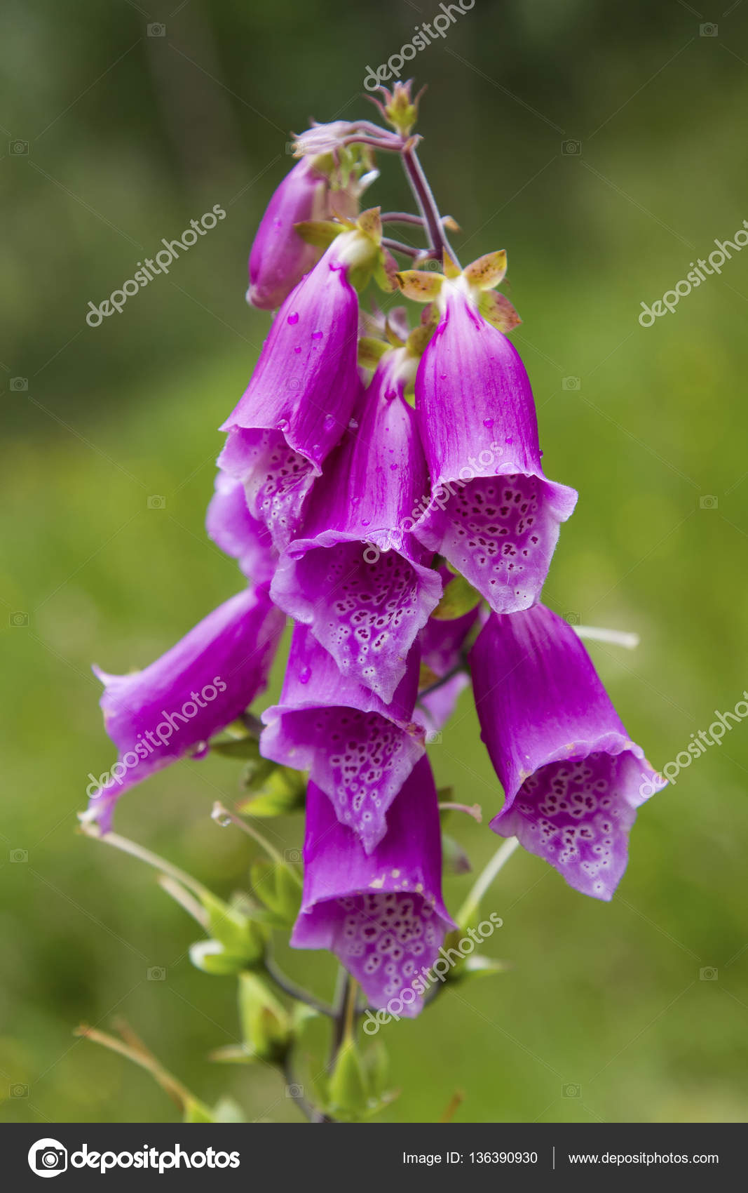 Close Up Of A Foxglove Digitalis Purpurea In Bloom Popular Fl Stock Photo C Aoosthuizen 136390930