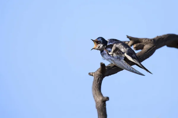 Närbild av en Vitstrupig sväljer sitta på från trä abborre — Stockfoto