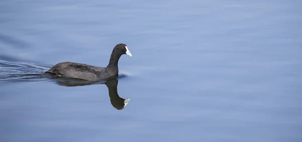 Red knobbed Coot swimming on smooth blue water — Stock Photo, Image