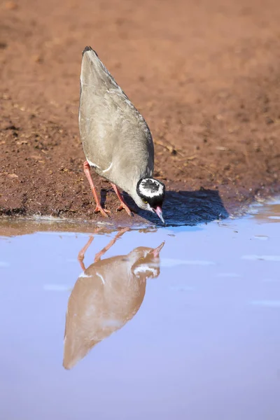 Pluvier couronné marchant sur le bord d'une piscine d'eau à la recherche de i — Photo