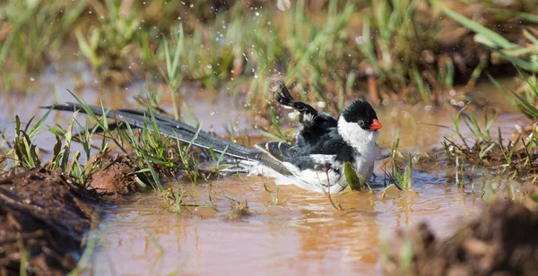 Pin-tailed Whydah washing in a pool of brown water — Stock Photo, Image