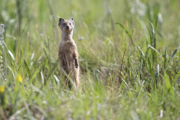 Amarelo Mongoose caça para a presa na grama verde — Fotografia de Stock
