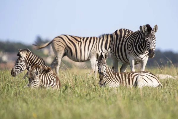 Mandria zebra poggiata su erba verde corta nella riserva naturale — Foto Stock