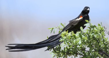 Ekran f sonra dinlenmek için bir fırça oturan uzun kuyruklu Widowbird
