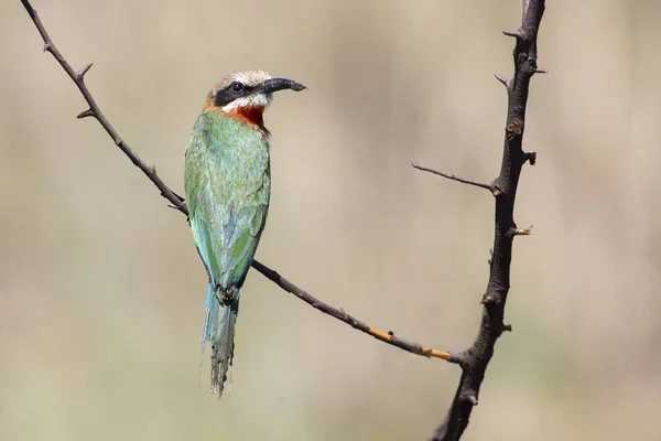 White fronted bee eater sitting on branch to hunt for insects — Stock Photo, Image