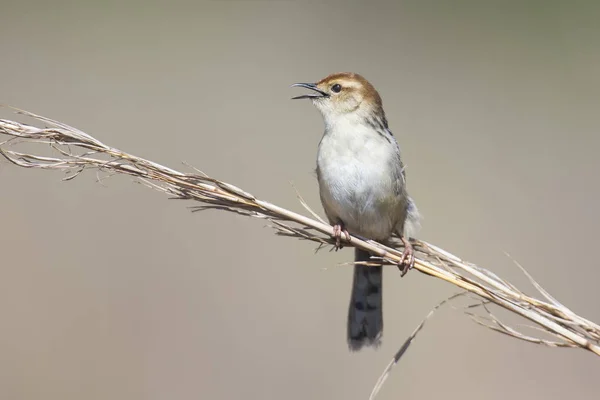 Malé hnědé cisticola sezení a zpívat na stonek trávy — Stock fotografie