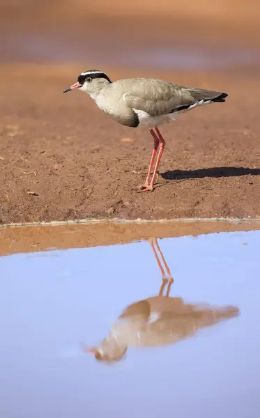Crowned plover walking on the edge of a water pool looking for i — Stock Photo, Image